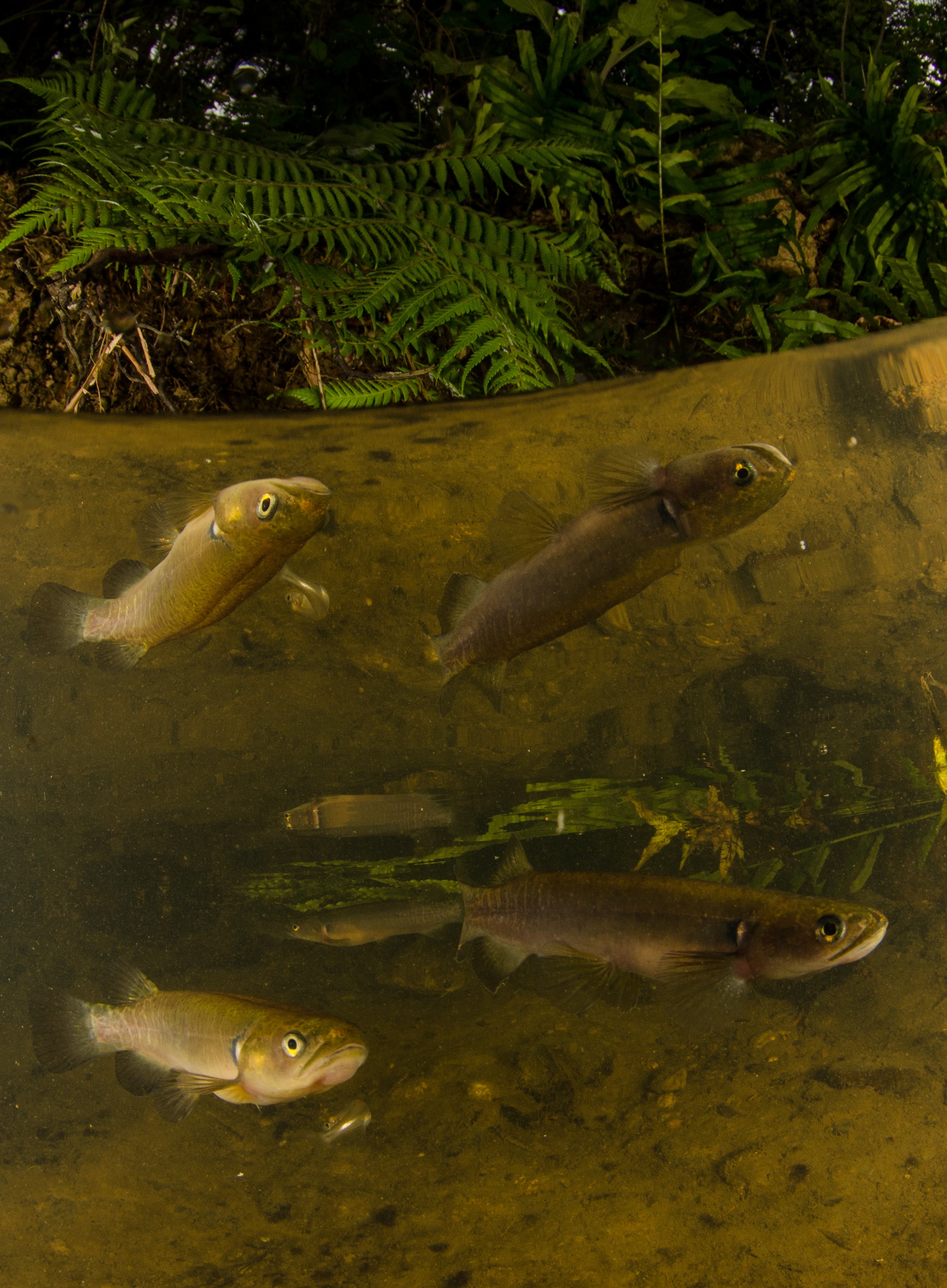 DSC_5389 – Banded, kokopu, Galaxias, fasciatus, home, kaiatea, stream, Crispin, new, zealand, new zealand, freshwater, streams, stream, rivers, galaxid